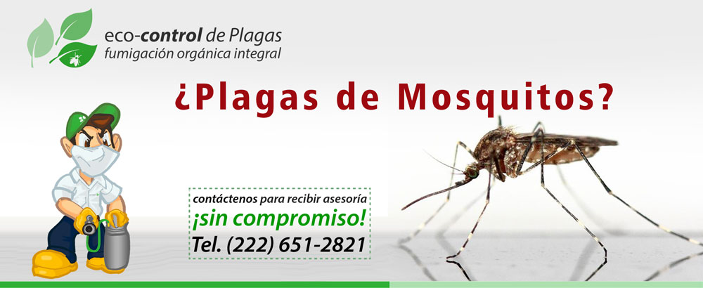 Pelágico Trágico guirnalda Plagas Mosquitos y Zancudos | Eco-control.mx